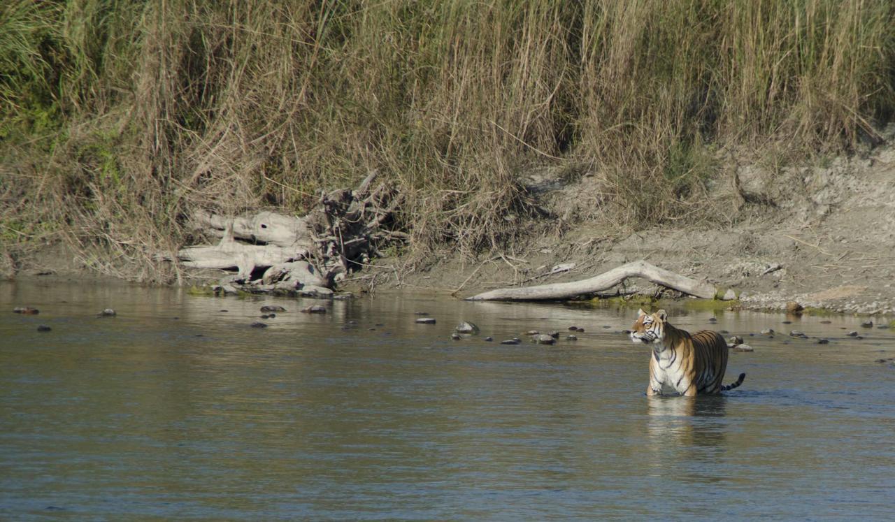 Bardia Wildlife Resort Bardiya Exteriör bild